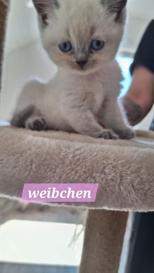 Britisch Kurzhaar Kitten