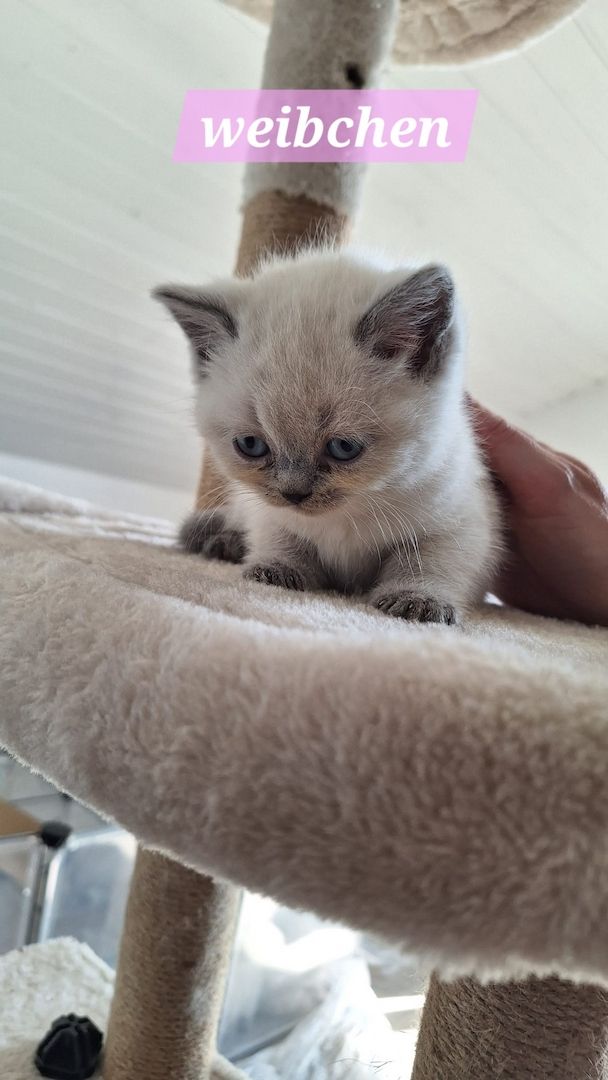 Britisch Kurzhaar Kitten