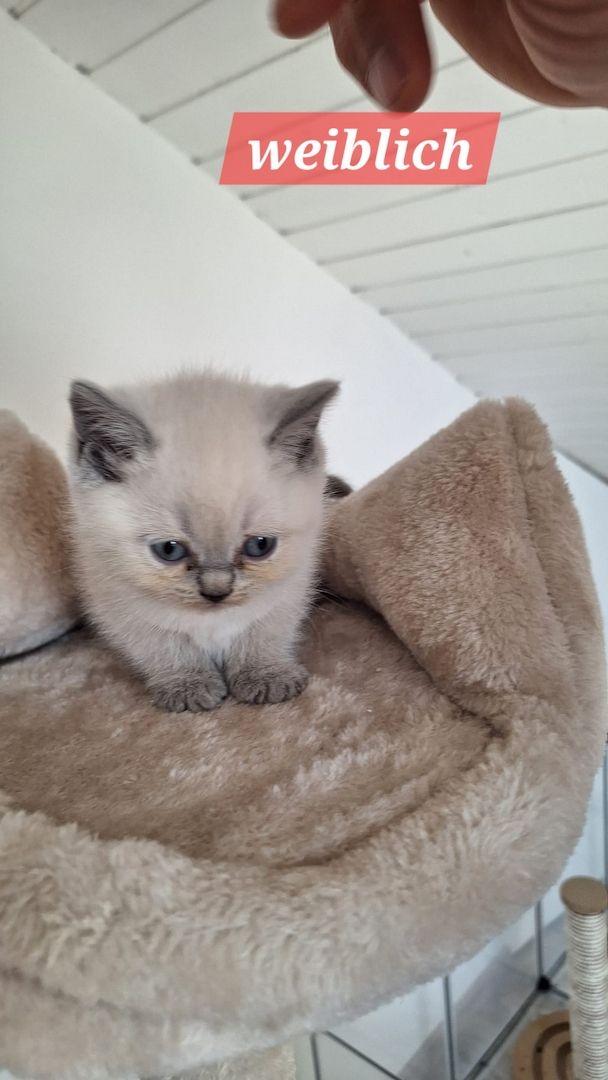Britisch Kurzhaar Kitten