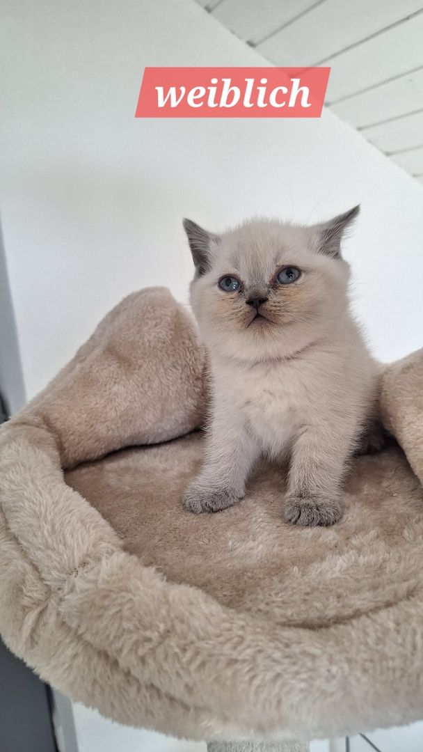 Britisch Kurzhaar Kitten