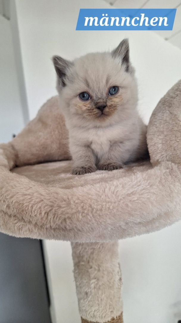 Britisch Kurzhaar Kitten