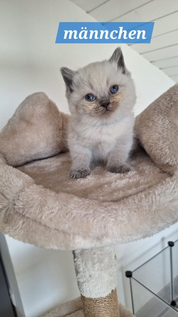 Britisch Kurzhaar Kitten
