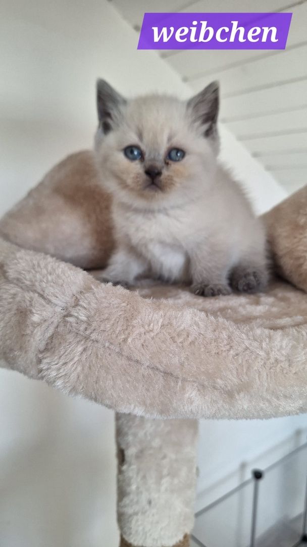 Britisch Kurzhaar Kitten