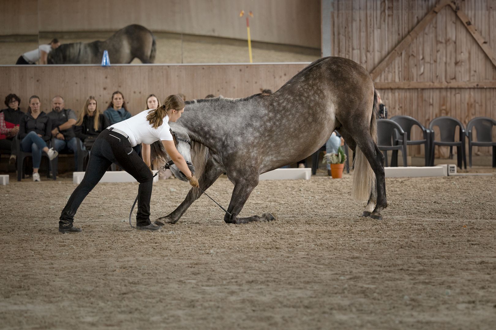 ISO-zertifizierte Pferdetrainerausbildung – Pferdetrainer werden