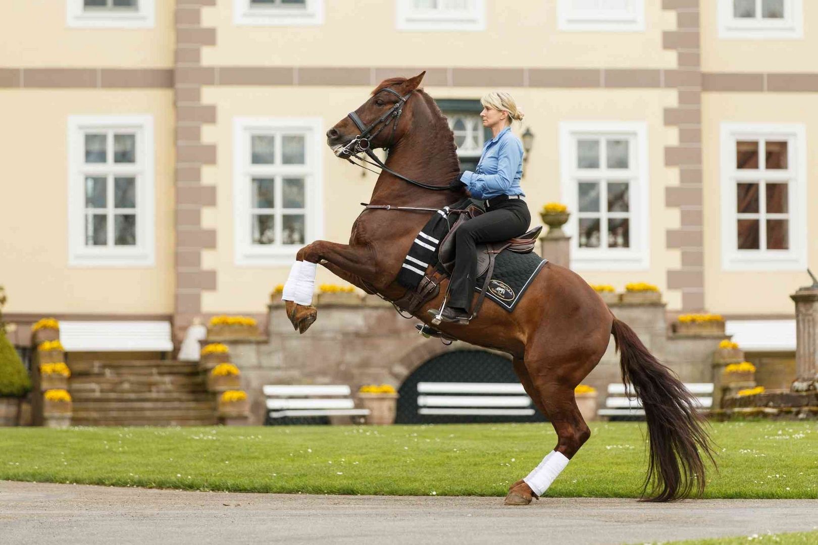 Kostenloses Beratungsgespräch zur Pferdetrainerausbildung