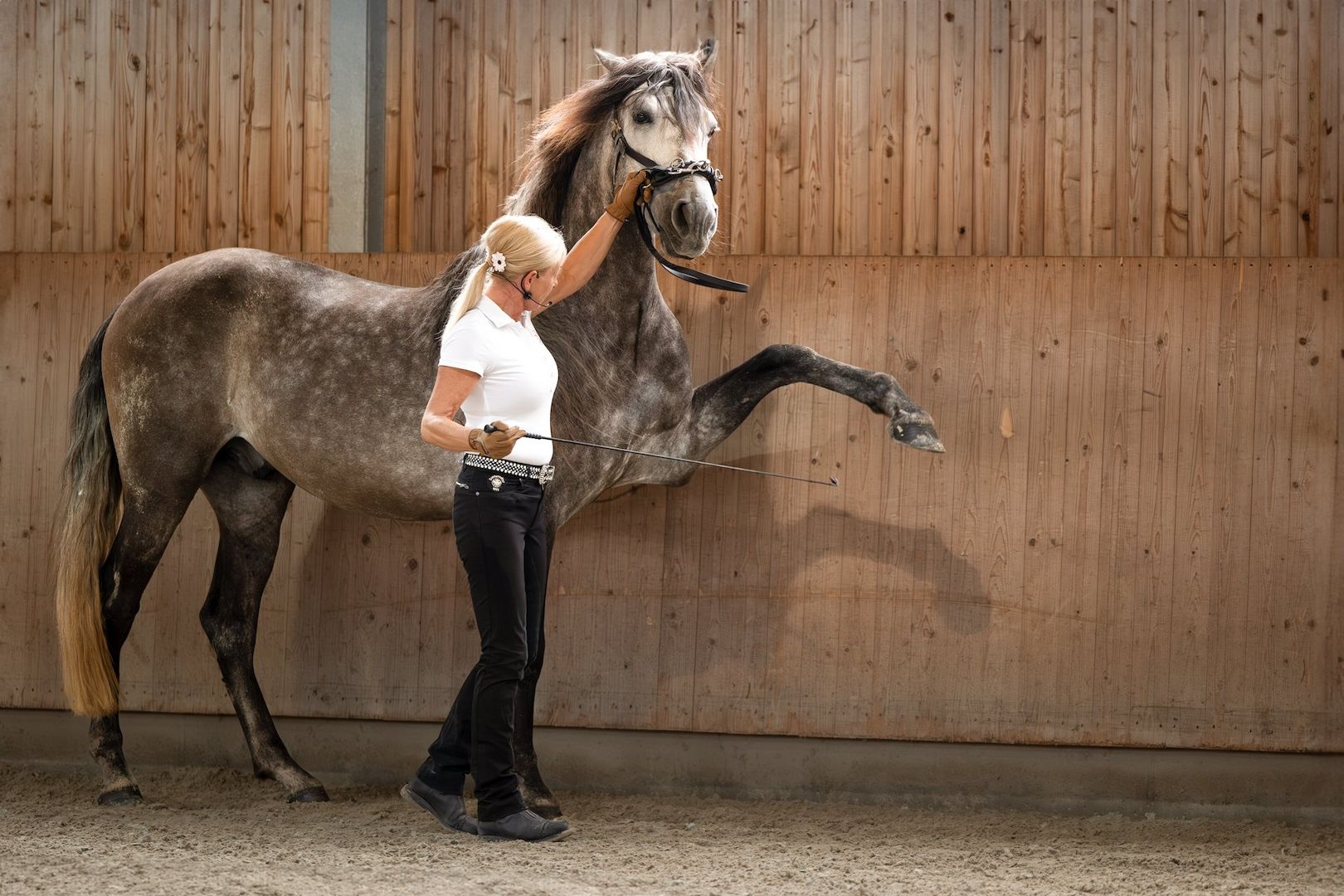 Kostenloses Beratungsgespräch zur Pferdetrainerausbildung