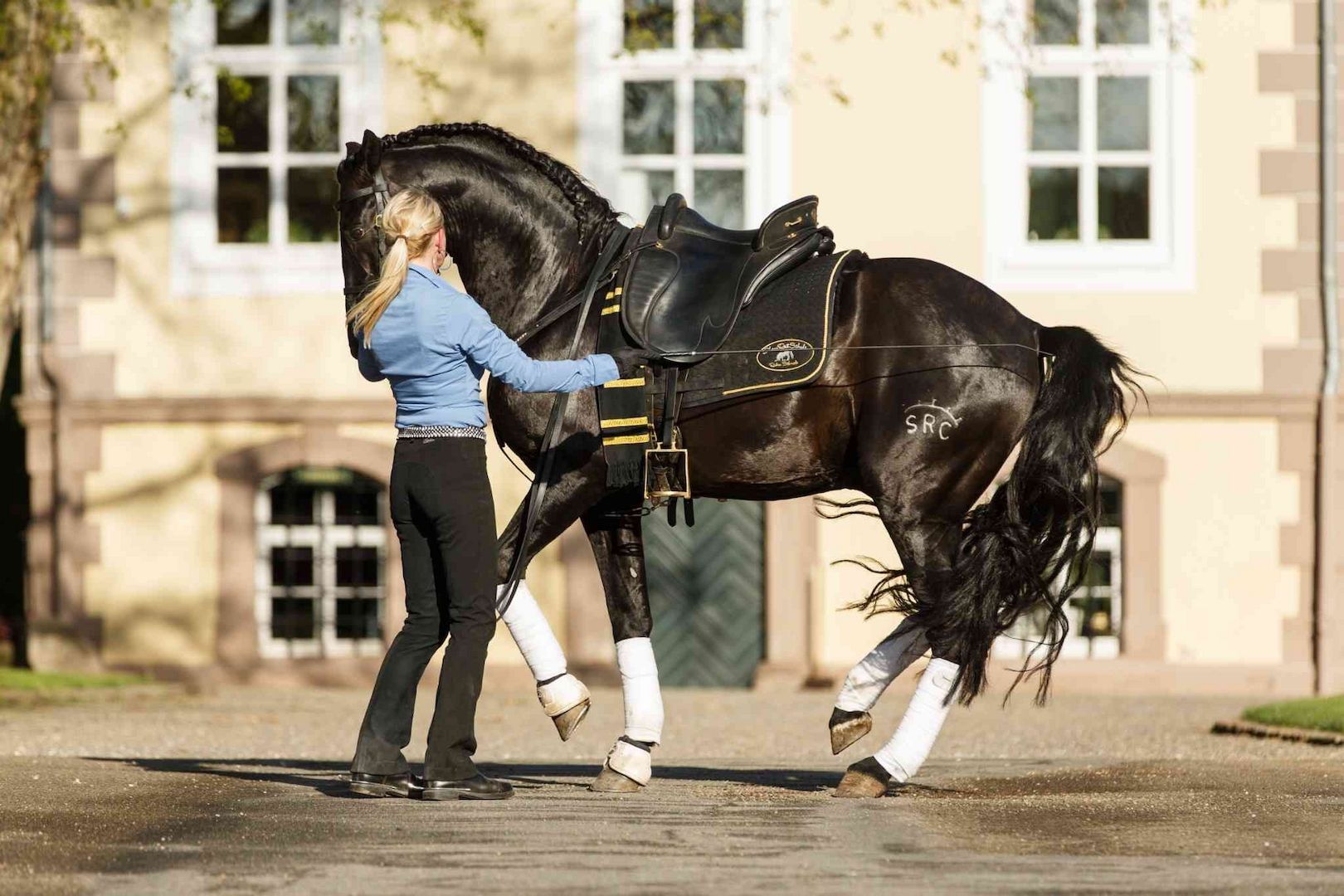 Eignungstest für Pferdetrainer-Ausbildung kostenlos