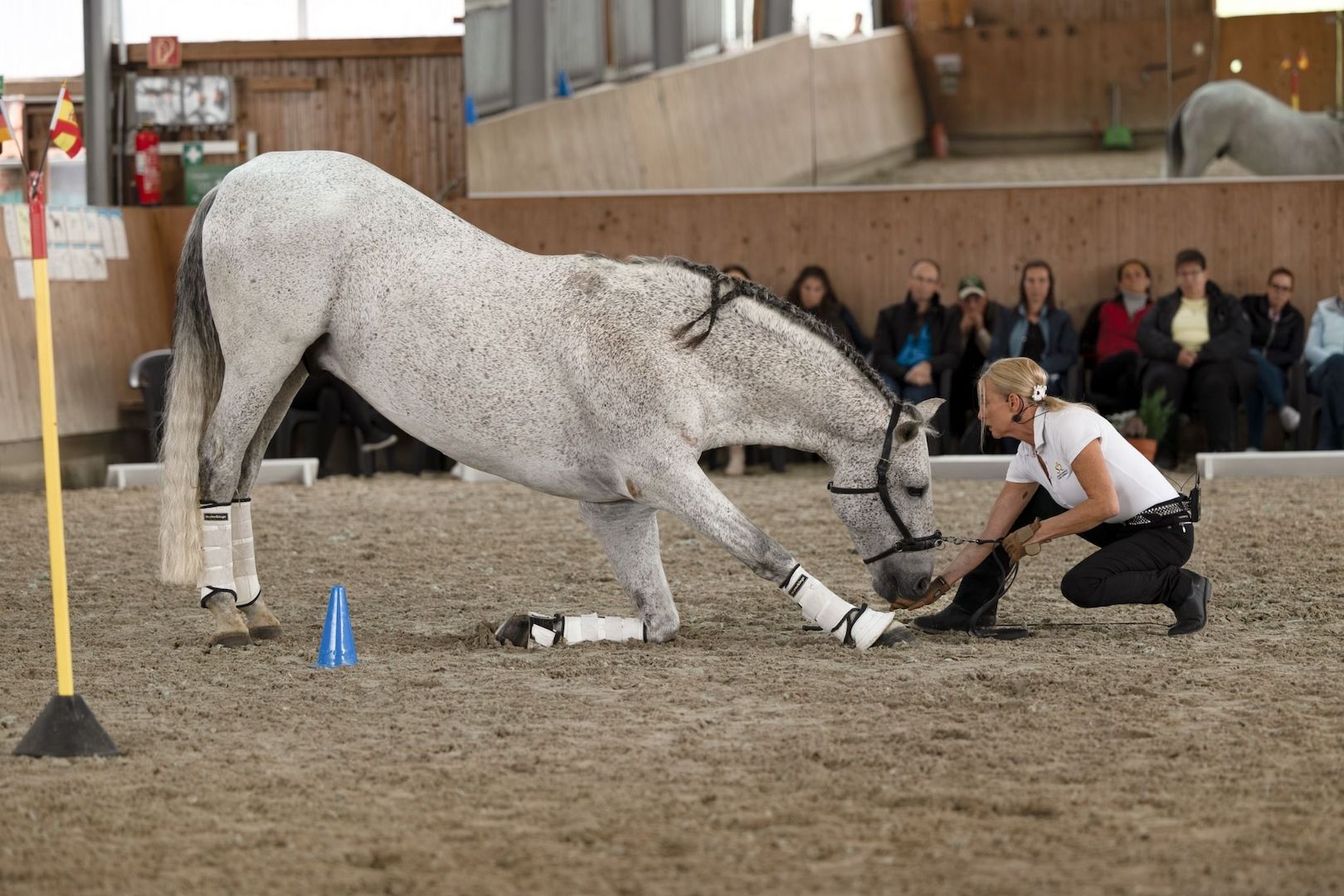 Eignungstest für Pferdetrainer-Ausbildung kostenlos