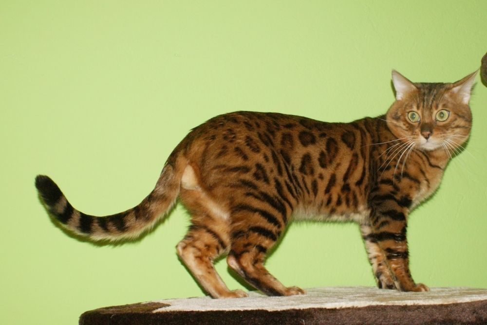 Bengal Kater „Gentleman“ sucht neues Zuhause!