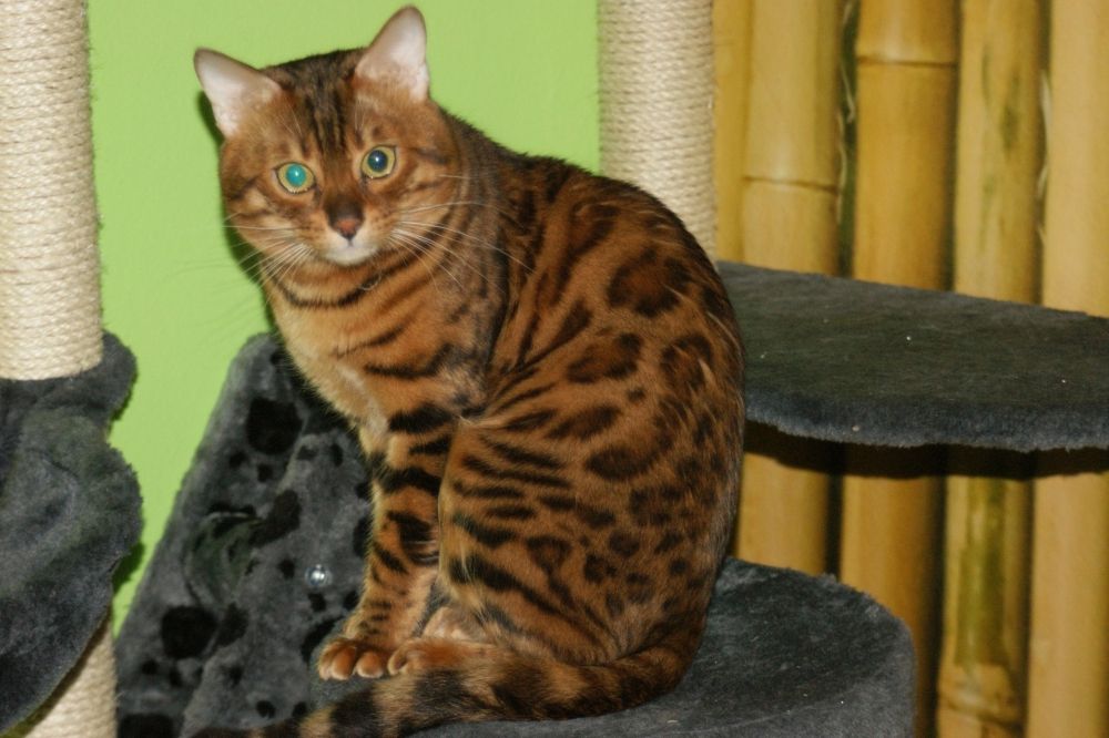Bengal Kater „Gentleman“ sucht neues Zuhause!