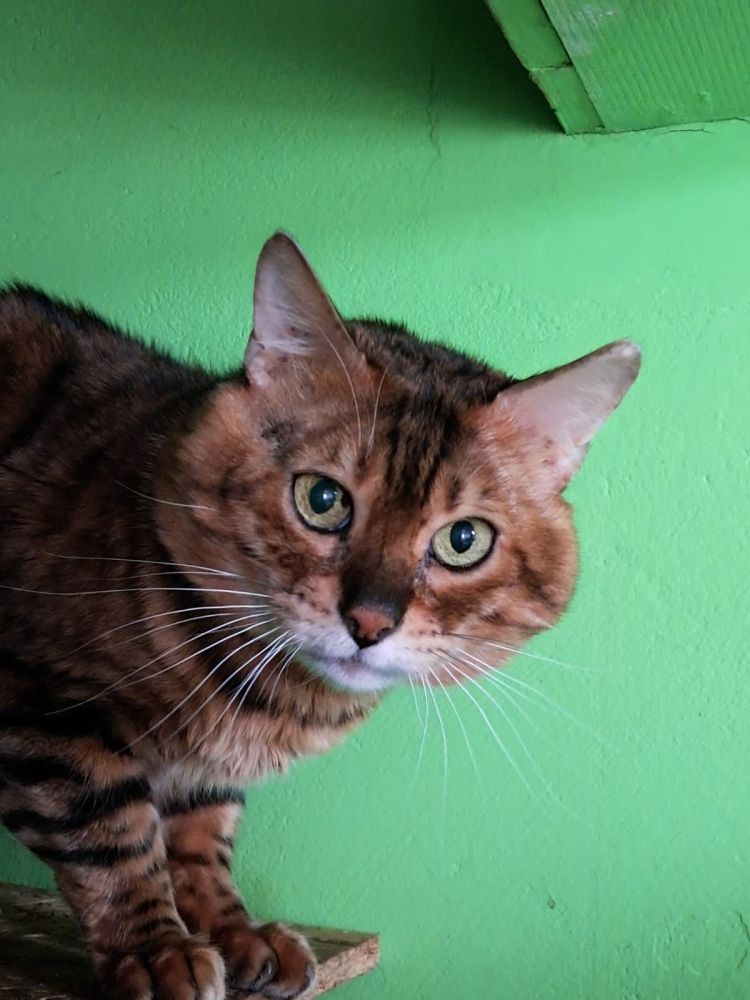 Bengal Kater „Gentleman“ sucht neues Zuhause!