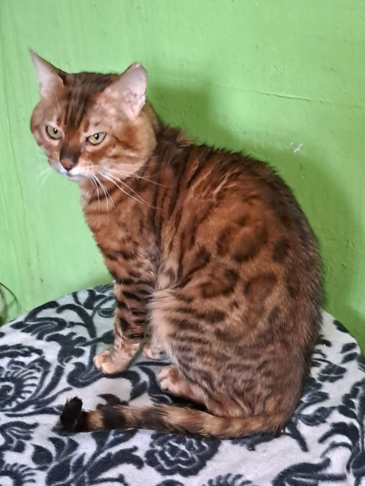 Bengal Kater „Gentleman“ sucht neues Zuhause!