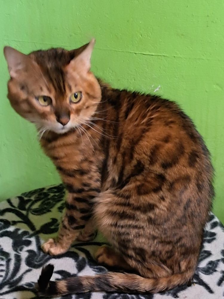 Bengal Kater „Gentleman“ sucht neues Zuhause!