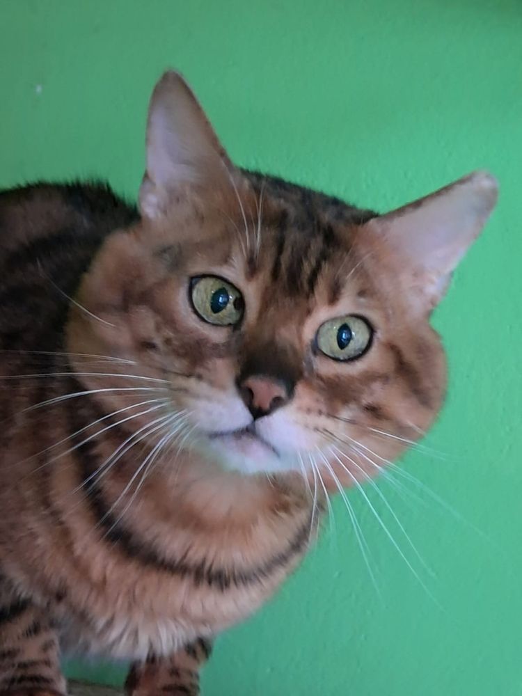 Bengal Kater „Gentleman“ sucht neues Zuhause!