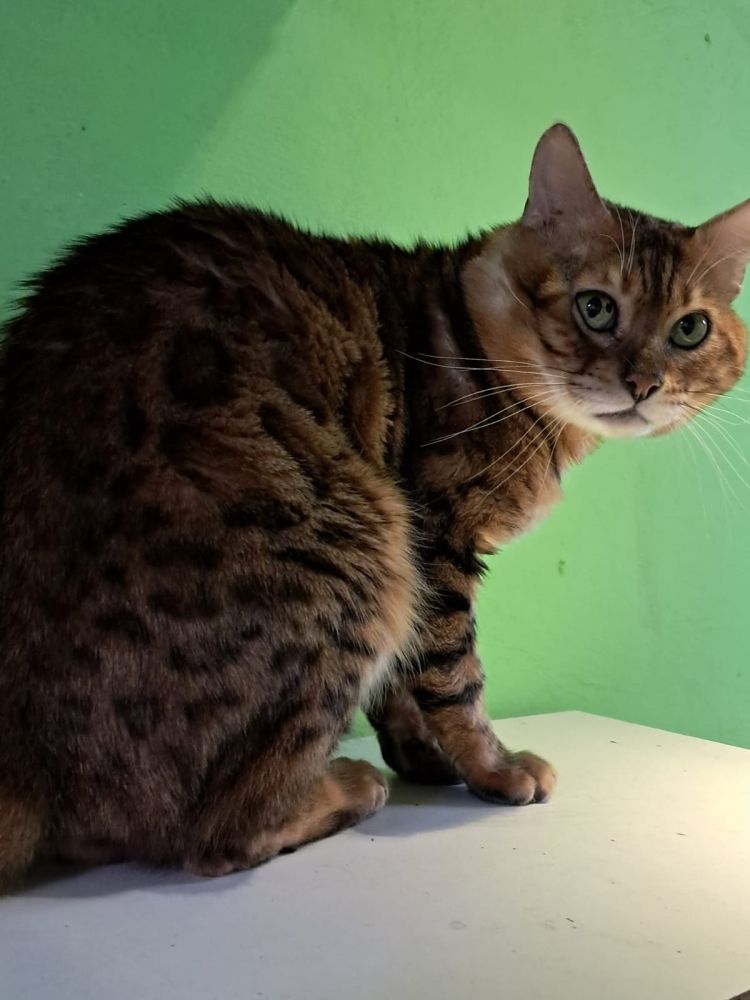 Bengal Kater „Gentleman“ sucht neues Zuhause!