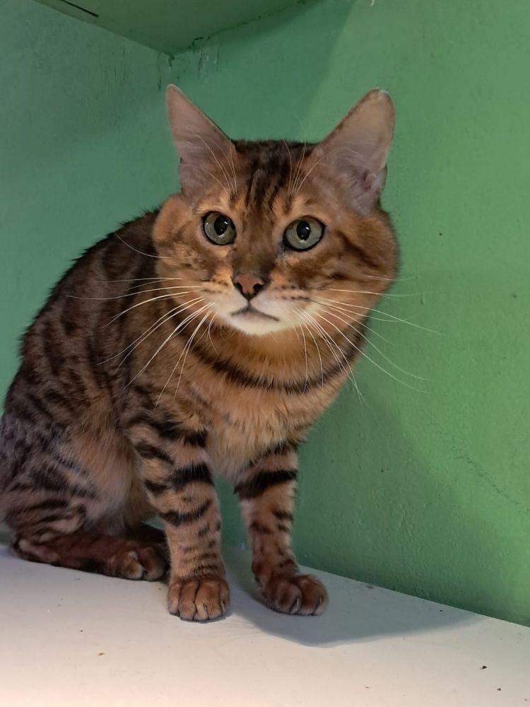 Bengal Kater „Gentleman“ sucht neues Zuhause!