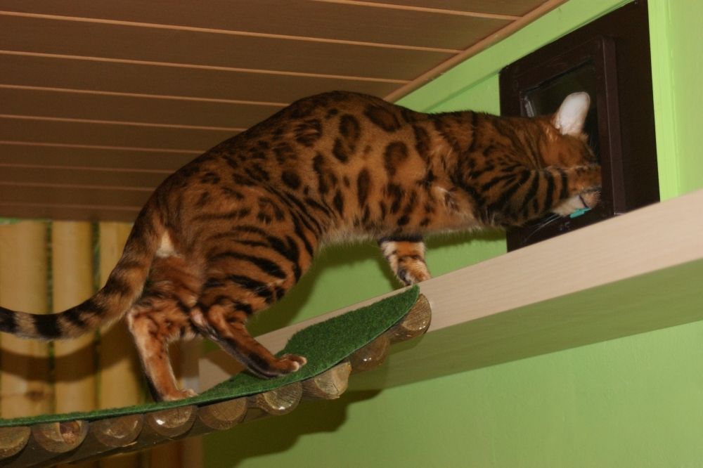 Bengal Kater „Gentleman“ sucht neues Zuhause!