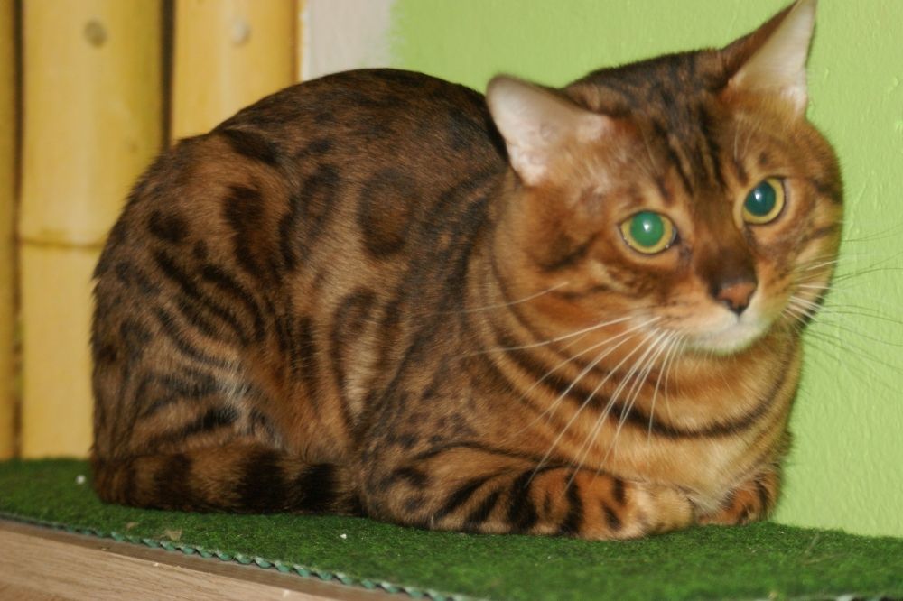 Bengal Kater „Gentleman“ sucht neues Zuhause!