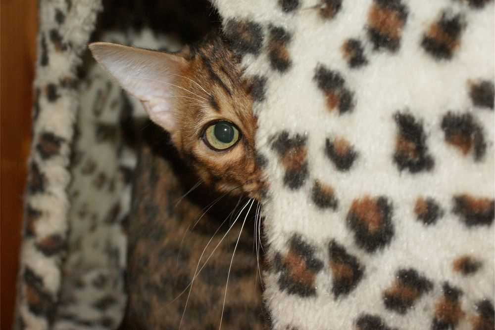 Bengal Kater „Gentleman“ sucht neues Zuhause!