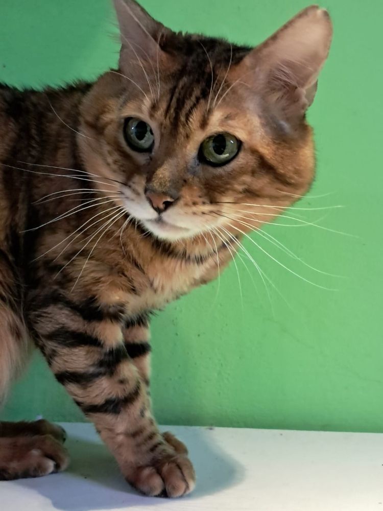 Bengal Kater „Gentleman“ sucht neues Zuhause!