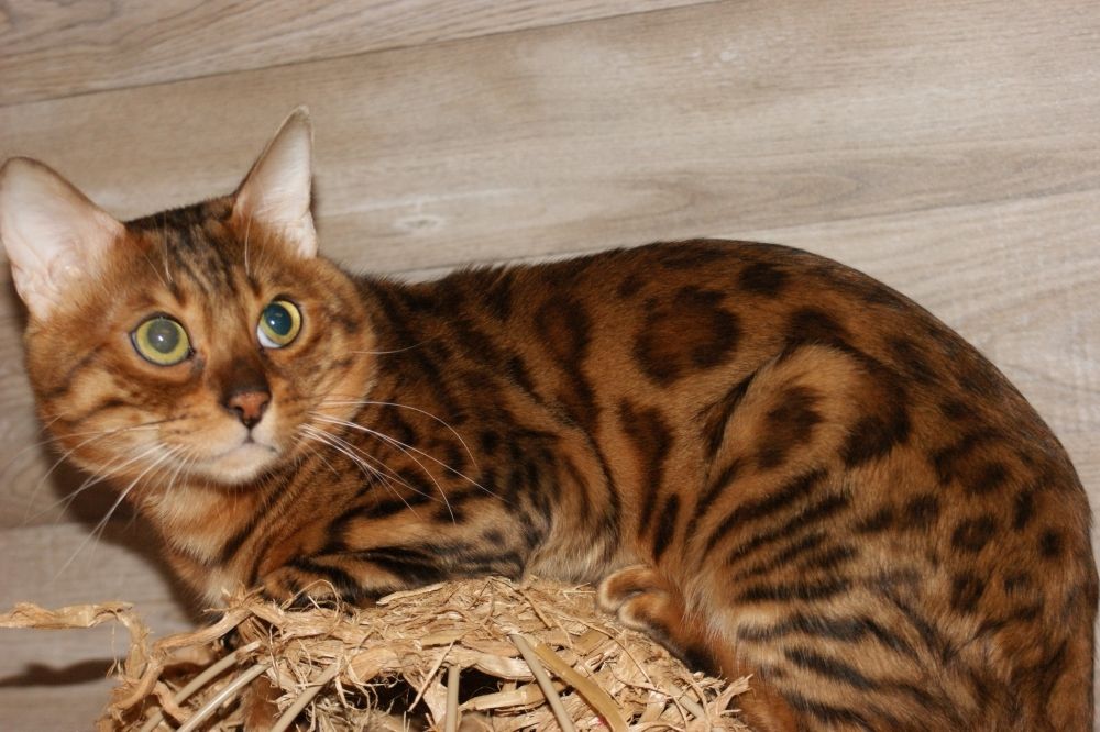 Bengal Kater „Gentleman“ sucht neues Zuhause!