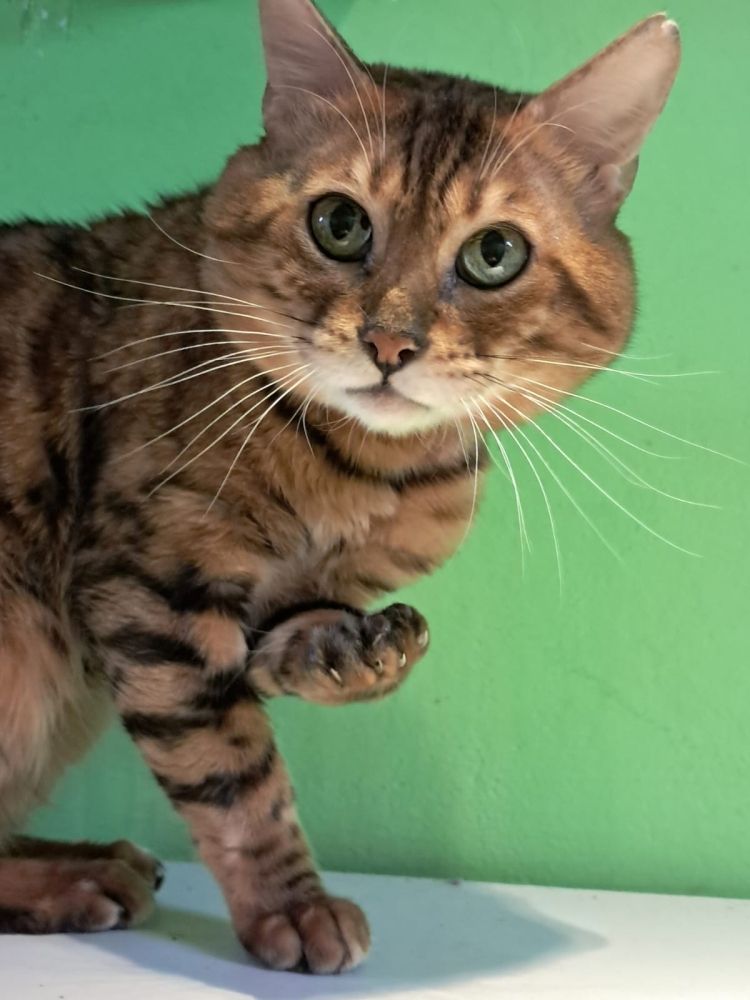 Bengal Kater „Gentleman“ sucht neues Zuhause!