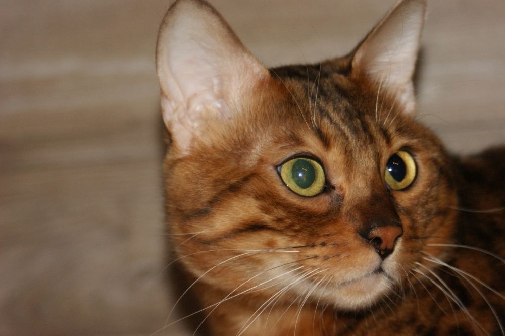 Bengal Kater „Gentleman“ sucht neues Zuhause!