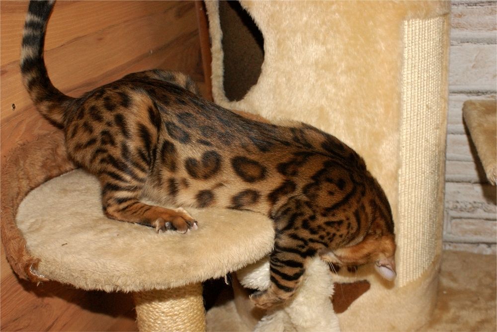 Bengal Kater „Gentleman“ sucht neues Zuhause!