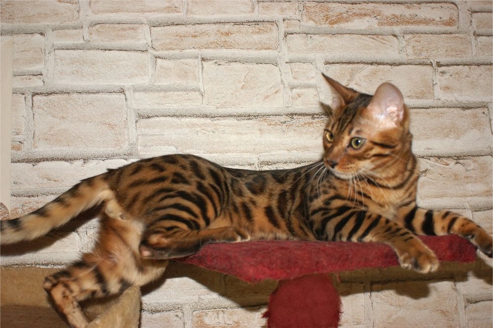 Bengal Kater „Gentleman“ sucht neues Zuhause!