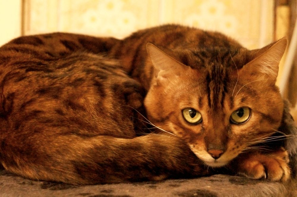 Bengal Kater „Gentleman“ sucht neues Zuhause!