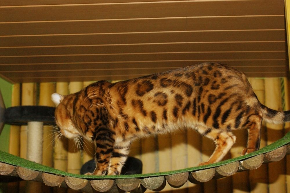 Bengal Kater „Gentleman“ sucht neues Zuhause!