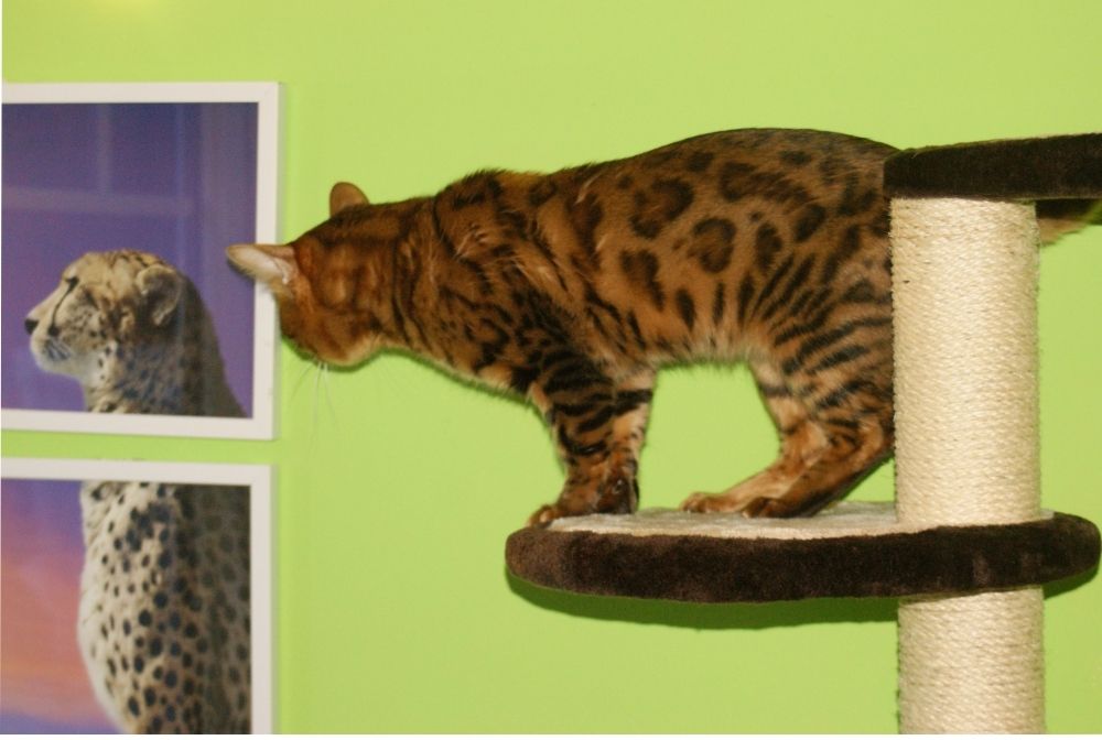 Bengal Kater „Gentleman“ sucht neues Zuhause!