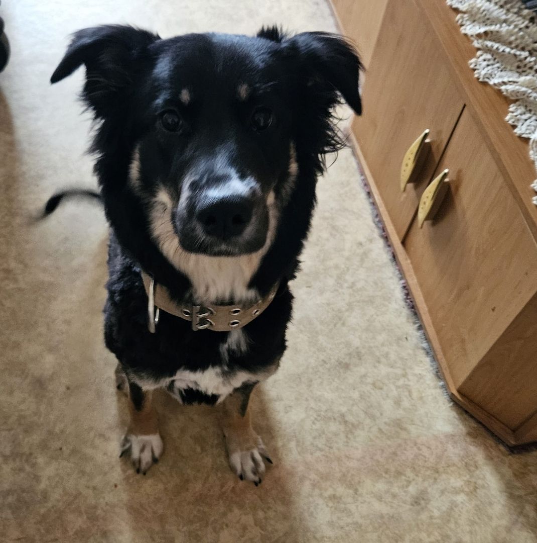 Schäfer bern Sennenhund Schäfer bern Sennenhund