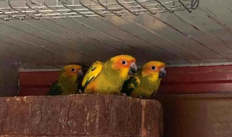 Sonnensittiche Sonnensittiche