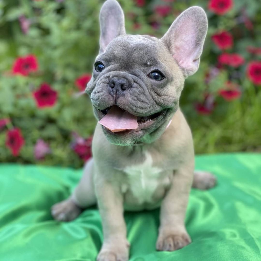 Französische Bulldoggen Welpen Französische Bulldoggen Welpen