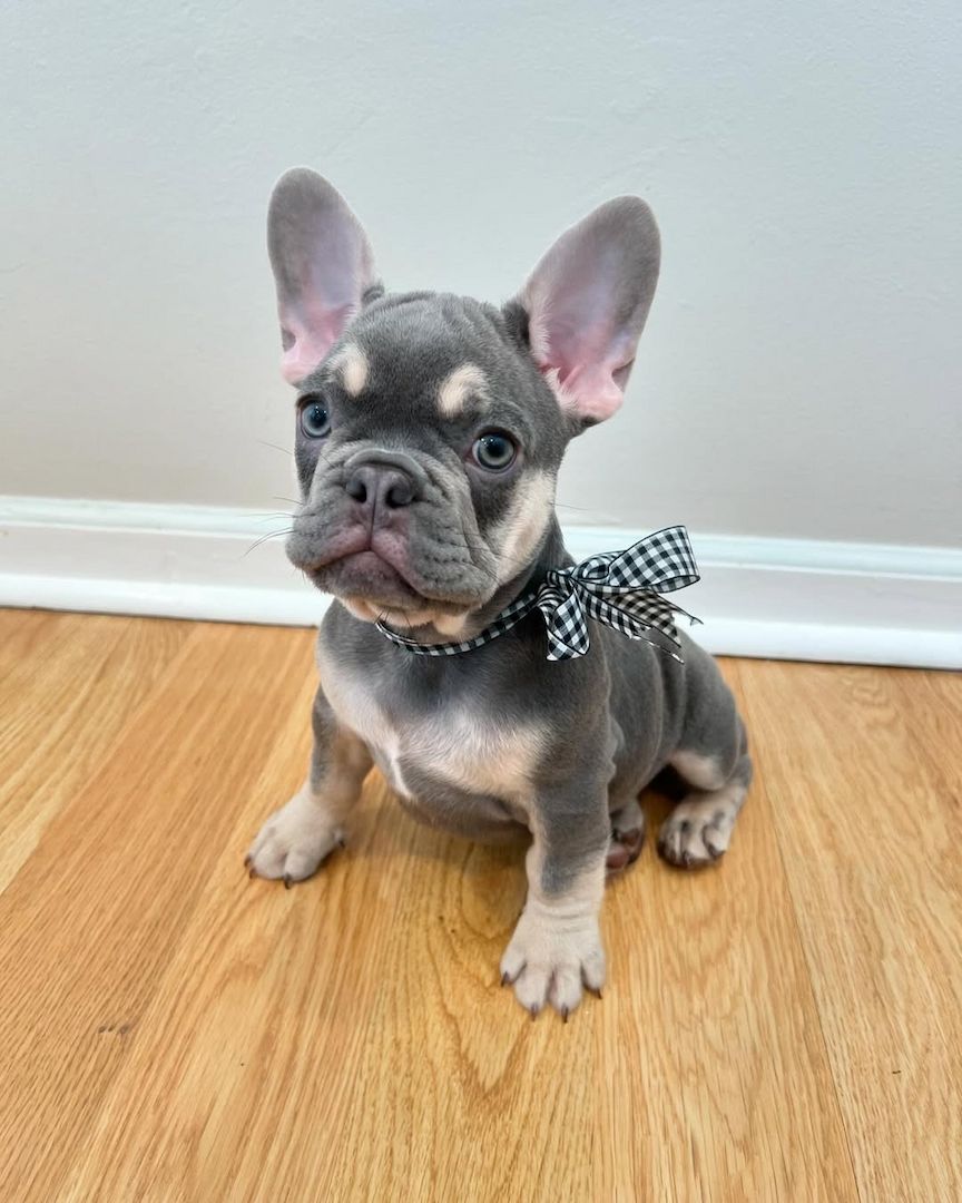 Französische Bulldogge isabella, merle, blue, lilac mit langer Nase, Ahnentafel, Vereinszugehörig Französische Bulldogge isabella, merle, blue, lilac mit langer Nase, Ahnentafel, Vereinszugehörig