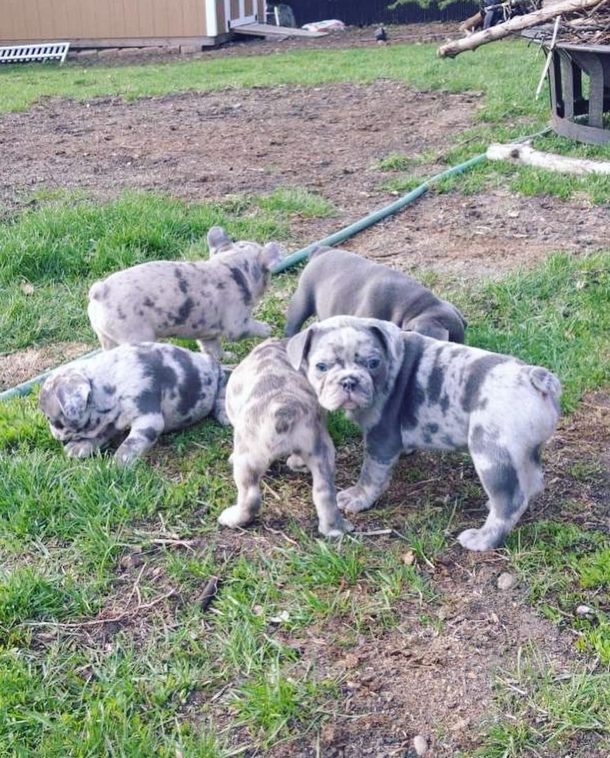 Bulldogge Französisch Welpen