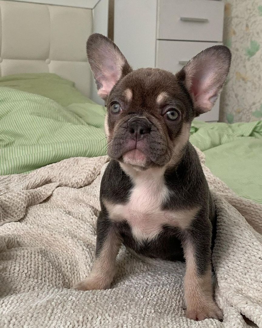 Bulldogge Französisch Welpen