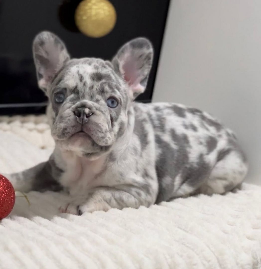 Bulldogge Französisch Welpen