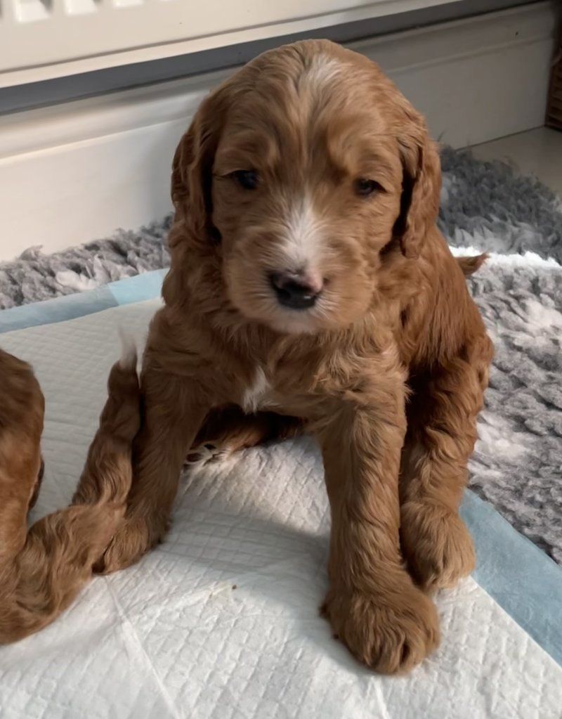 Wunderschöne Goldendoodle-Welpen