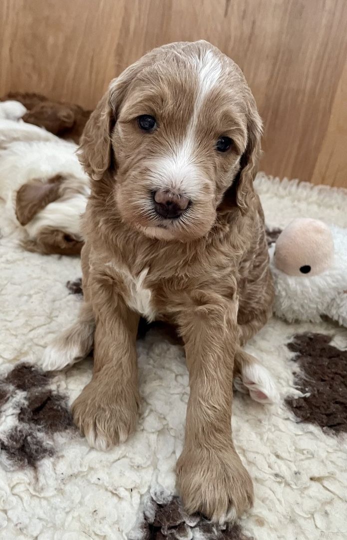 Wunderschöne Goldendoodle-Welpen