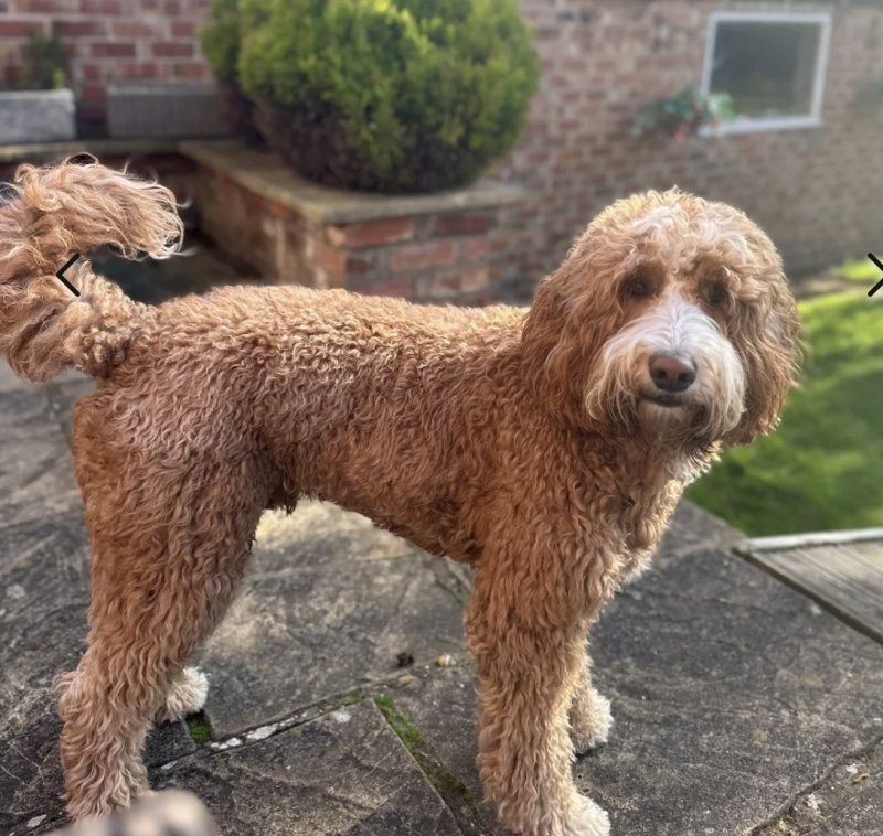 Wunderschöne Goldendoodle-Welpen