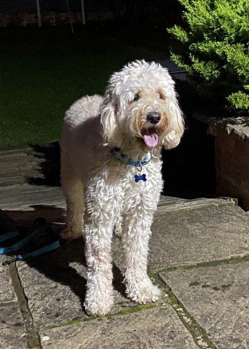 Wunderschöne Goldendoodle-Welpen