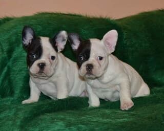 Französische Bulldogge isabella, merle, blue, lilac mit langer Nase, Ahnentafel, Vereinszugehörig.