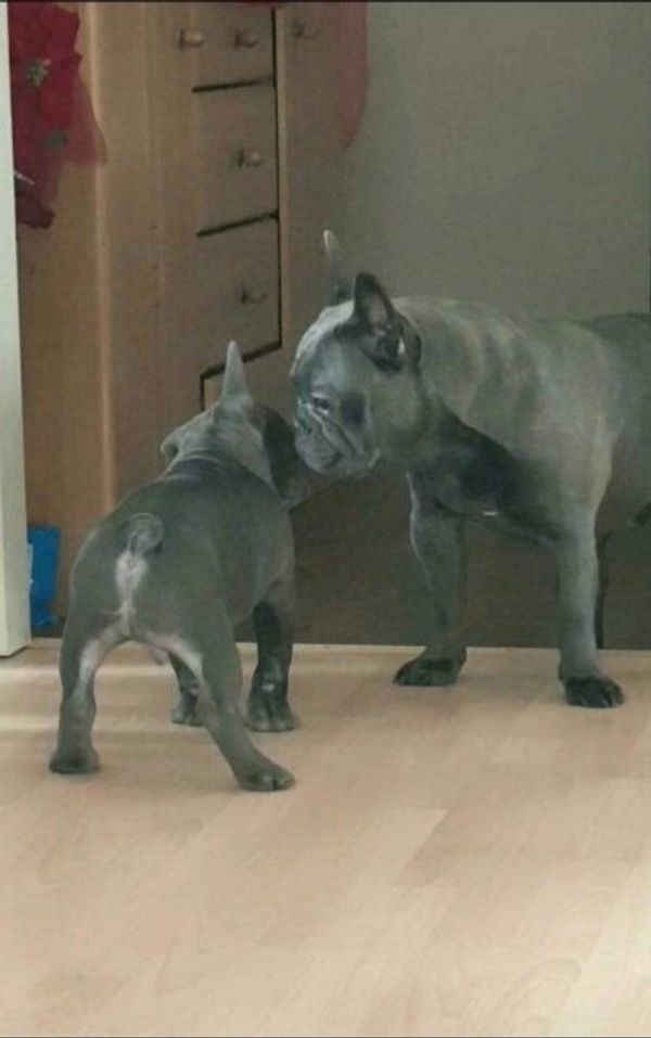 Französische Bulldogge isabella, merle, blue, lilac mit langer Nase, Ahnentafel, Vereinszugehörig.