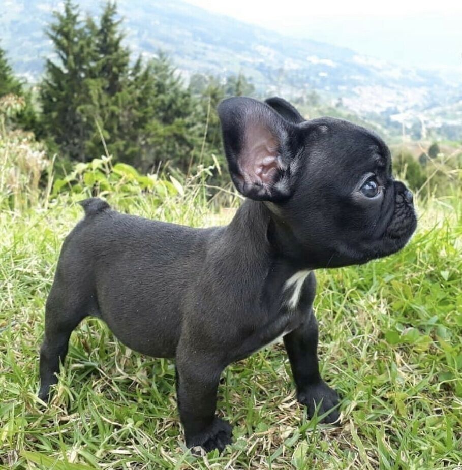 Französische Bulldogge isabella, merle, blue, lilac mit langer Nase, Ahnentafel, Vereinszugehörig.