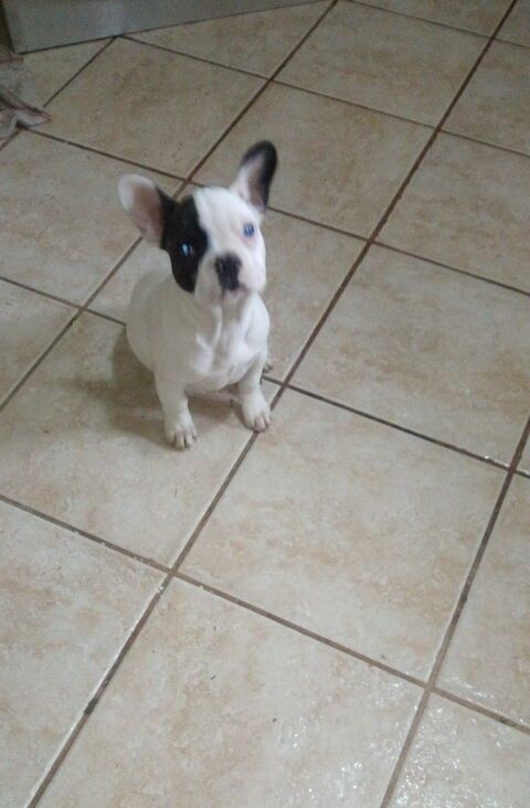 Französische Bulldogge isabella, merle, blue, lilac mit langer Nase, Ahnentafel, Vereinszugehörig.