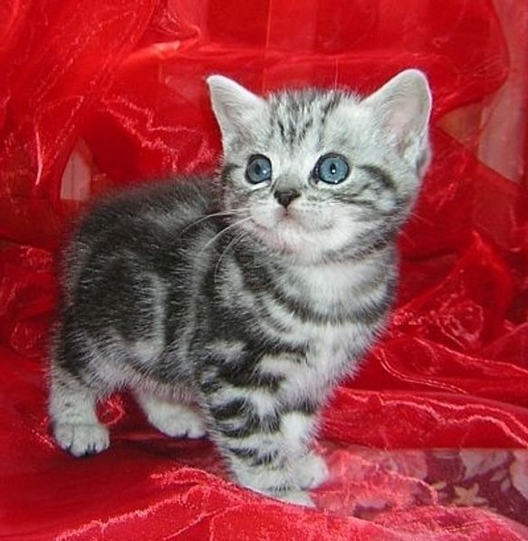Supersüße Kitten mit Stammbaum blauen Augen BKH seal-silver-shaded-point ns 11 33 reinrassig!.