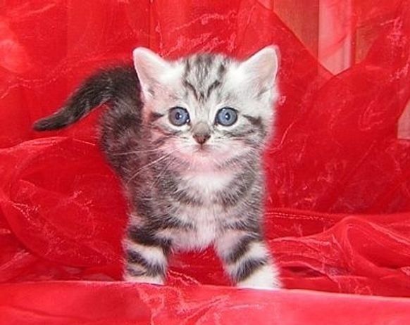 Supersüße Kitten mit Stammbaum blauen Augen BKH seal-silver-shaded-point ns 11 33 reinrassig!.