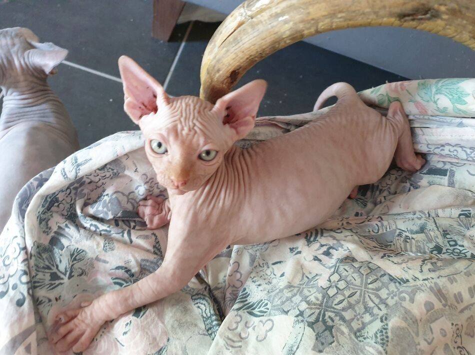 Sphynx-Kätzchen zu verkaufen.